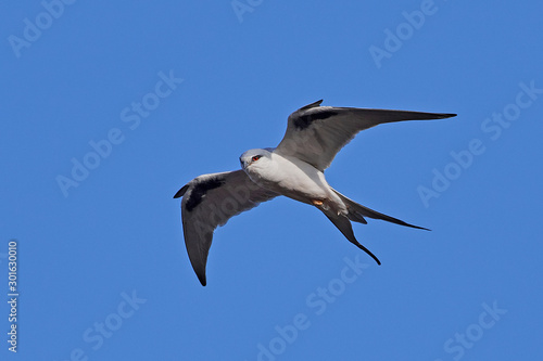 African swallow-tailed kite (Chelictinia riocourii)