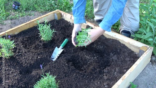 Gardener in raised flower bed planting lavender flowers seedlings