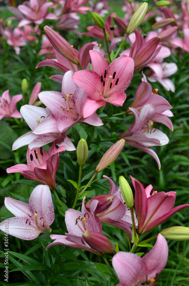 Pink lily flourish- bright flowers in blossom in flowerbed, blooming, vertical floral background 