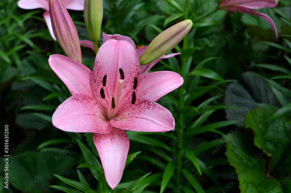 Pink lily flourish- single lily in blossom in flowerbed,green leaves background Pink lily flourish- single lily in blossom in flowerbed,green leaves background
