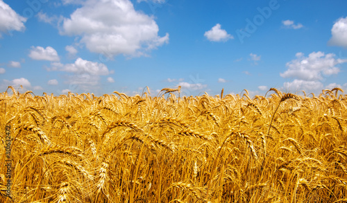 Wheat field and blue sky with clouds