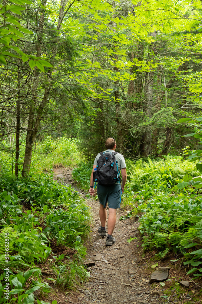 Man Hikes Through Forest in Smokies Man Hikes Through Forest in Smokies