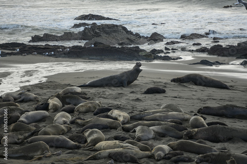 Male Elephant Seal Barks At Another Seal