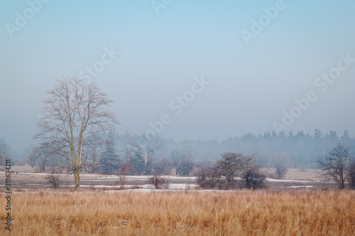The misty Speed River floodplain is dotted with bare trees and bright dried grasses under a blue sky in this early morning wintery rural scene in Wellington County, near Guelph, Ontario.