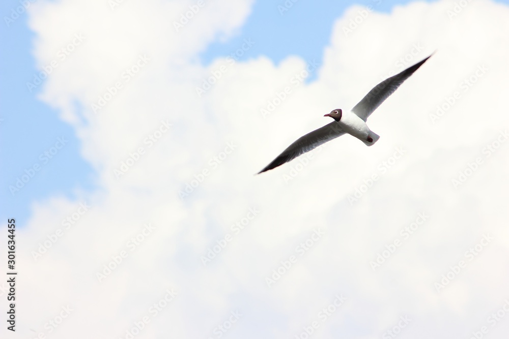 Obraz premium Seagull on blue sky background with clouds, free space for text 