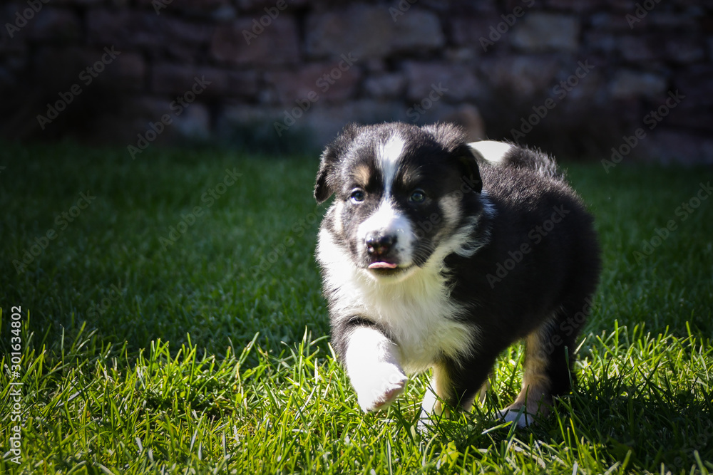 One happy puppy of border collie. Six week old border collie puppy. They are so cute 