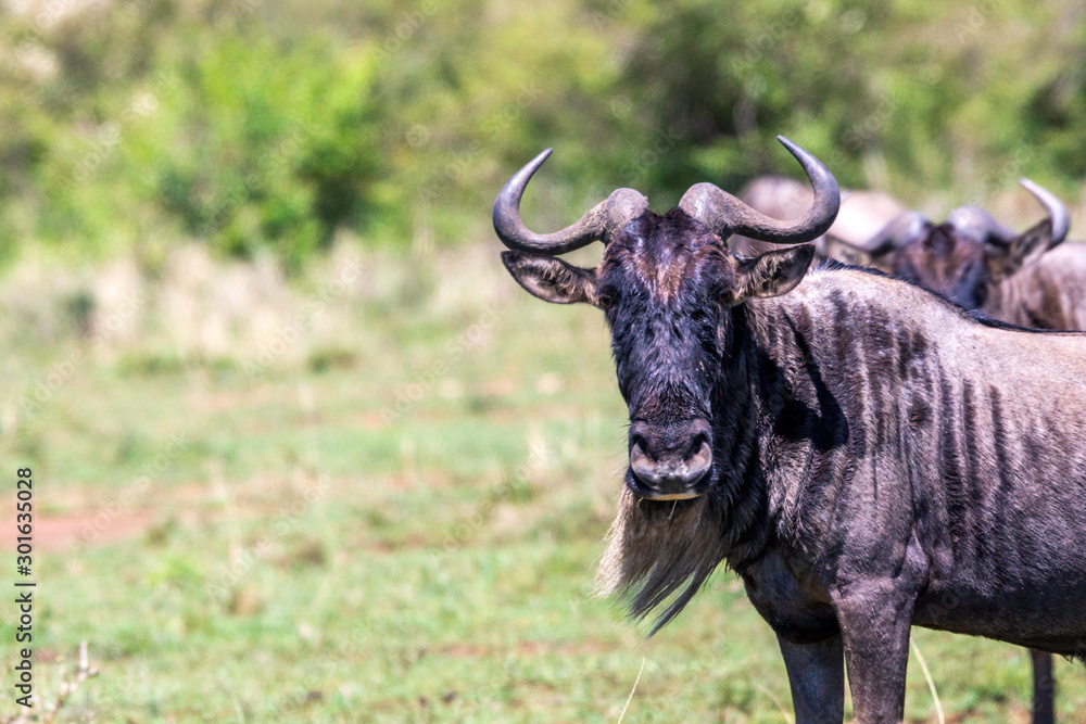 Fototapeta premium Wildebeest portrait in masai mara, kenya. Wildlife and moment concept.