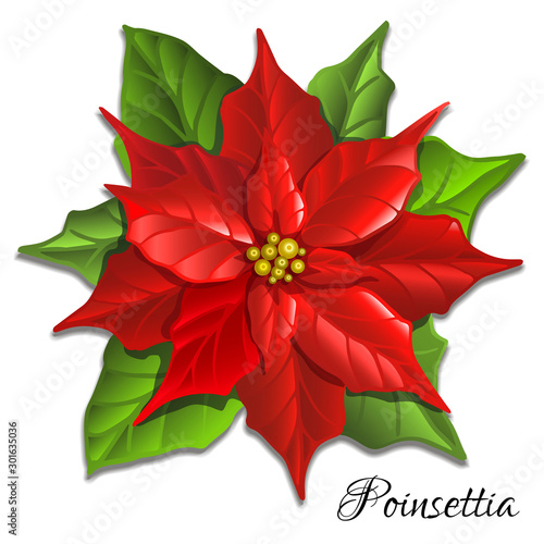 Poinsettia flower. Christmas decorative element for your design. Vector illustration.
