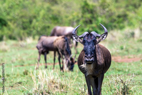 Wildebeest portrait in masai mara in kenya. Wildlife and moment concept.