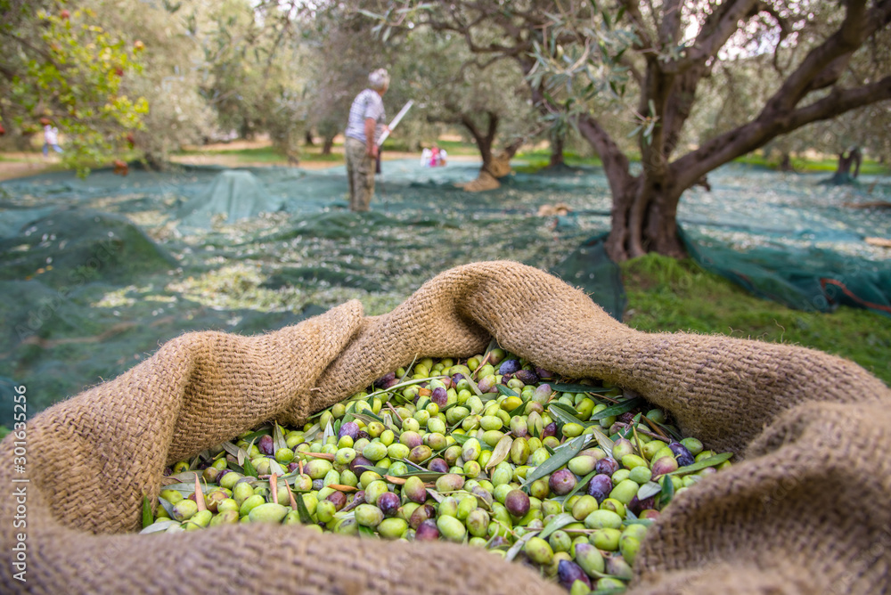 Harvested fresh olives in sacks in a field in Crete, Greece for olive oil production, using green nets.