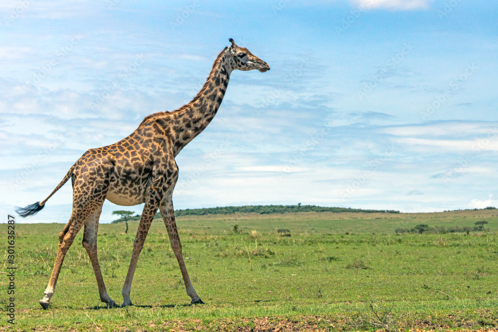 Masai giraffe are walking on the great green plains of masai mara. Acacia tree, mountain and blue sky in the background. Africa. Wildlife and wilderness concept. Masai giraffe are walking on the great green plains of masai mara. Acacia tree, mountain and blue sky in the background. Africa. Wildlife and wilderness concept.