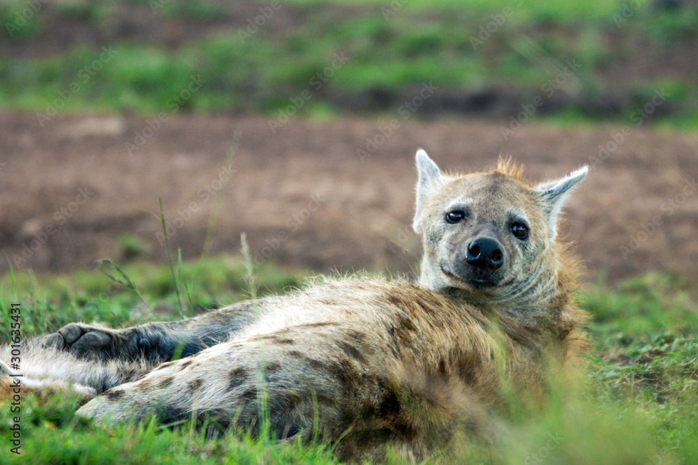 Tired and sleepy hyena sleeping on the green fields in masai mara, kenya, africa. Wilderness and nature concept. Tired and sleepy hyena sleeping on the green fields in masai mara, kenya, africa. Wilderness and nature concept.