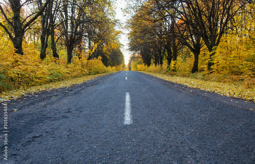 Obraz premium Road in the autumnal forest