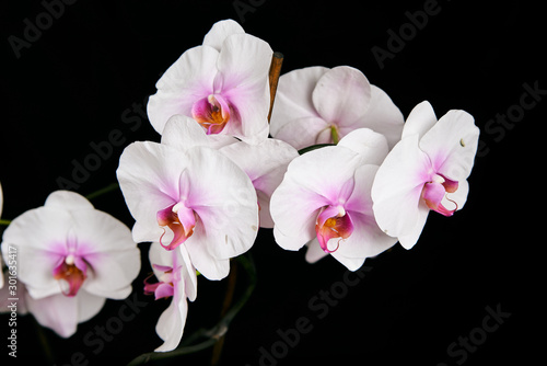 Orchid flower blossom isolated on the black background with copyspase for cards and design.