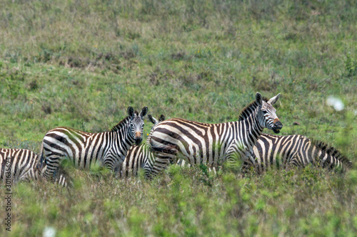 Zebra herd on the great plains of masai mara in kenya  africa. Wildlife and african bush concept.