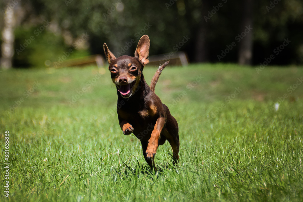 Pinscher is running in the park in Prague. Summer photoshooting. Pinscher is running in the park in Prague. Summer photoshooting.