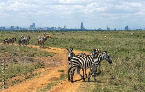 Zebra infront of Nairobi city skyline. Mankind vs. wilderness, endangered nature and world herritage concept. photo