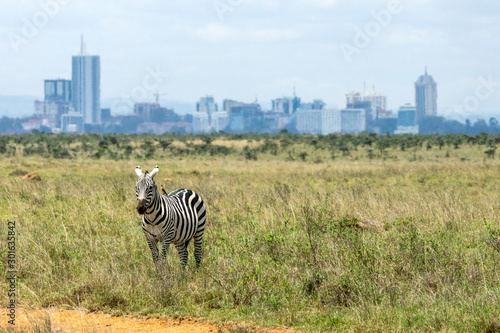 Zebra infront of Nairobi city skyline. Mankind vs. wilderness, endangered nature and world herritage concept.