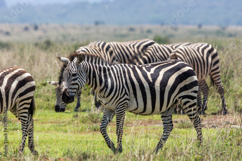 A group of beautiful zebras in nairobi national park in kenya Africa. Safari and wildlife concept.