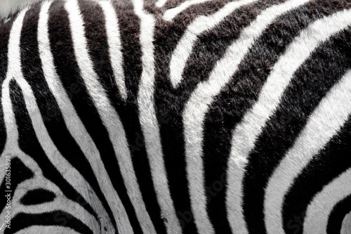 Closeup shot of sebra stripes outdoors in the african wilderness. Animal pattern and texture concept.