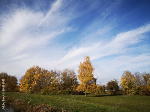 autumn trees on meadow