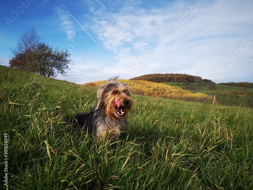 laughing dog  sittingin the gras photo