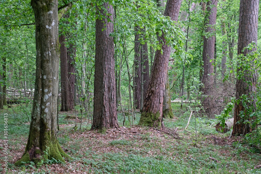 Fototapeta premium Deciduous stand with hornbeams and old pine trees