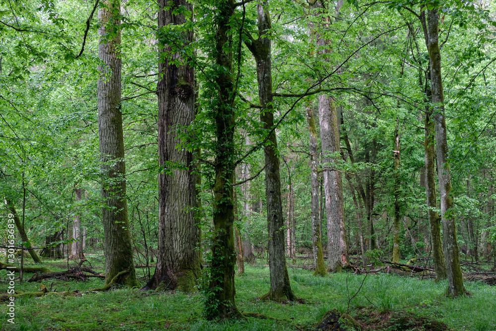 Deciduous stand with hornbeams and oaks Deciduous stand with hornbeams and oaks