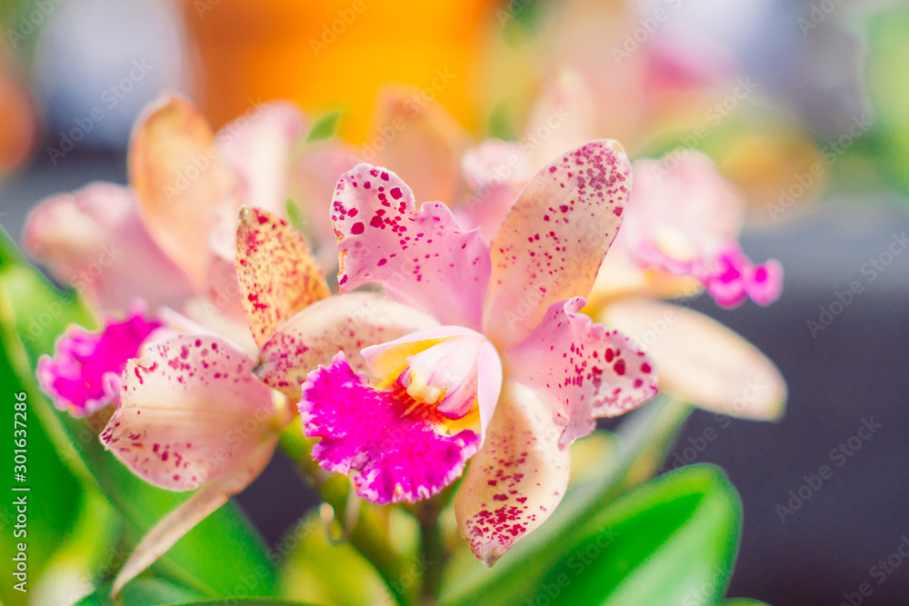 Fototapeta premium close up photo of a beautiful open colored flower orchid with blurred background