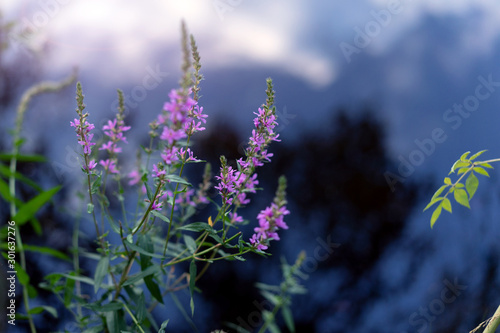 Violet purple wild flowers over the dark blue waters