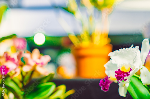 Wallpaper Mural close up photo of a beautiful open colored flower orchid with blurred background Torontodigital.ca