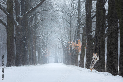 dog stands by a tree in the park. pet for a walk in the park in winter.