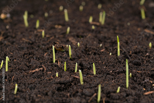 sprouts of grass on wet soil with shallow depth of field
