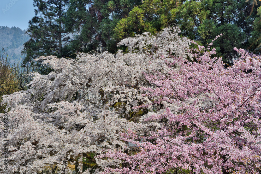 醍醐寺の桜