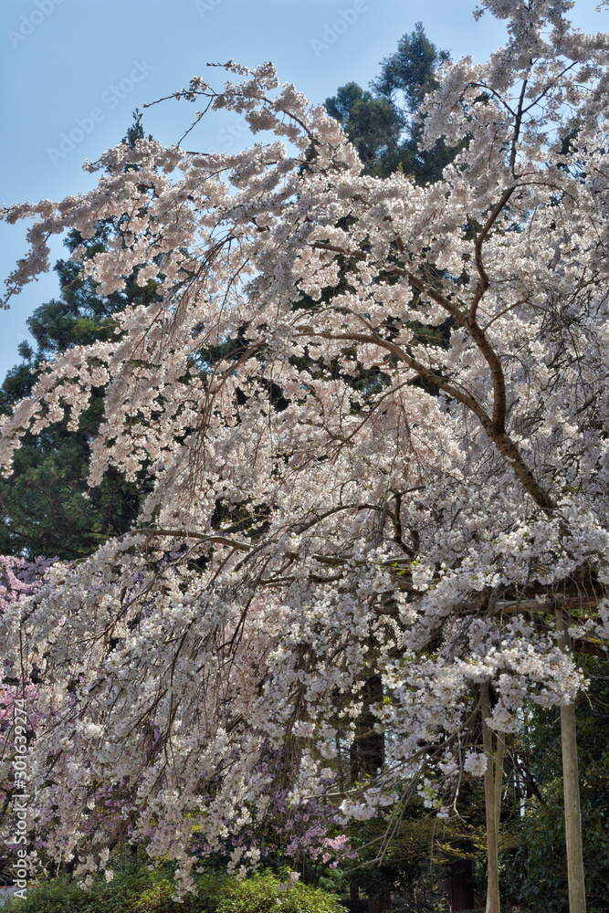 醍醐寺の桜