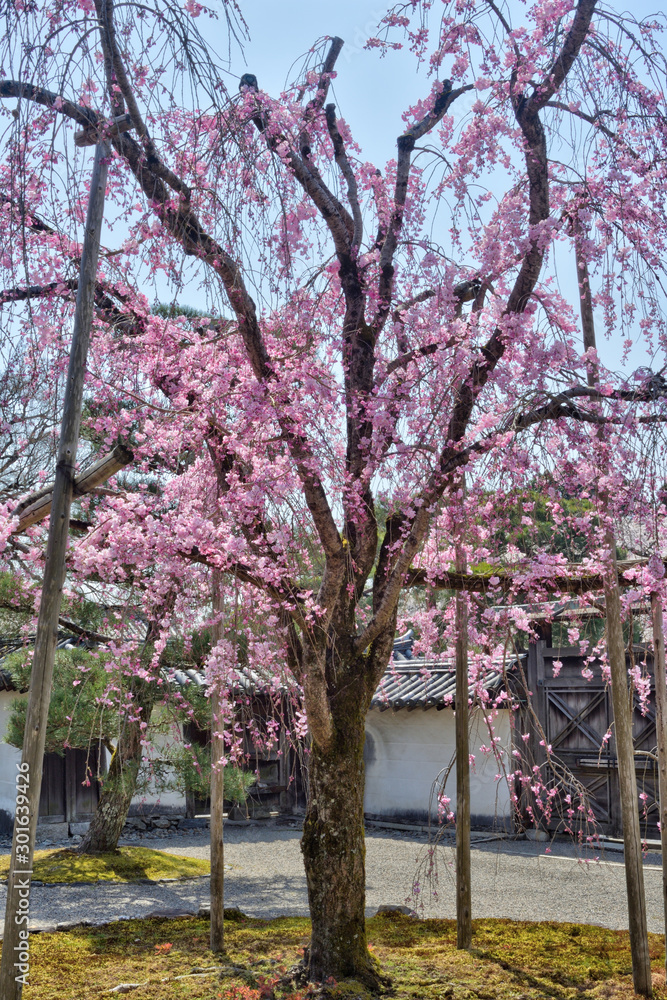 Naklejka premium 醍醐寺の桜
