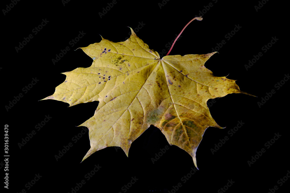 Natural and colorful autumn leaves on black background - sycamore, maple Natural and colorful autumn leaves on black background - sycamore, maple