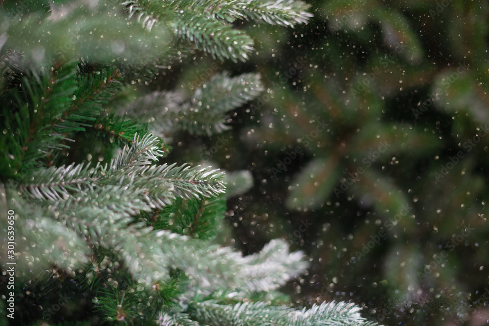 Christmas tree branches with snow and bokeh effect background Christmas tree branches with snow and bokeh effect background