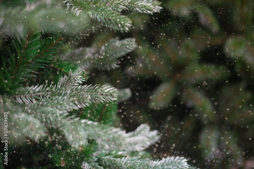 Christmas tree branches with snow and bokeh effect background © Софья Берняк