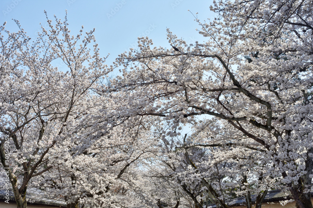 醍醐寺の桜 醍醐寺の桜