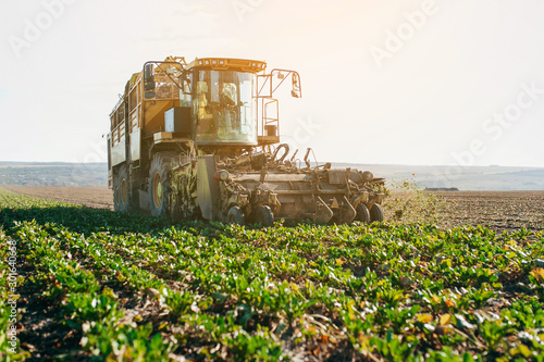 Fotografía Modern yellow combine harvesters harvest of sugar beet at autumn morning