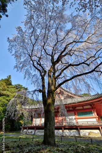 醍醐寺の桜 © U.G. Miyasaka