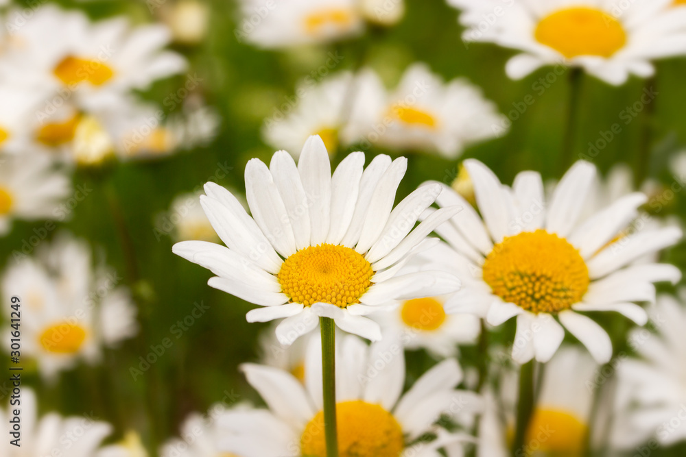 Blossom chamomile meadow, large white daisy flowers close-up, backdrop nature background, wild fresh chamomile flowers in nature Blossom chamomile meadow, large white daisy flowers close-up, backdrop nature background, wild fresh chamomile flowers in nature