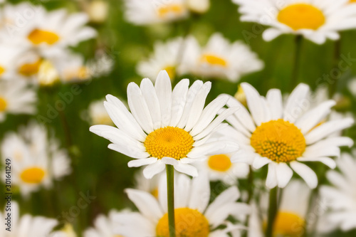 Blossom chamomile meadow  large white daisy flowers close-up  backdrop nature background  wild fresh chamomile flowers in nature