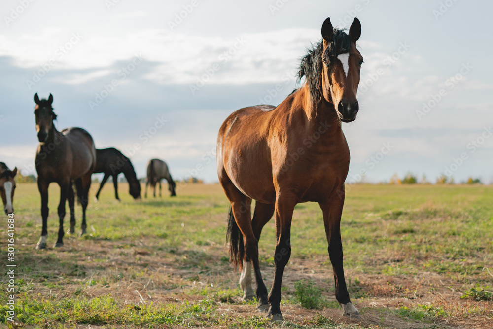 happy brown horse standing in the field on summer day happy brown horse standing in the field on summer day