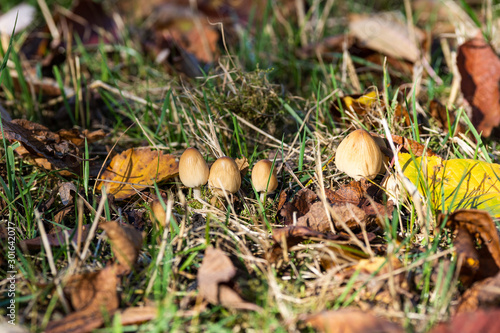 Small fungi sprout out of the ground meadow leaves brown autumn