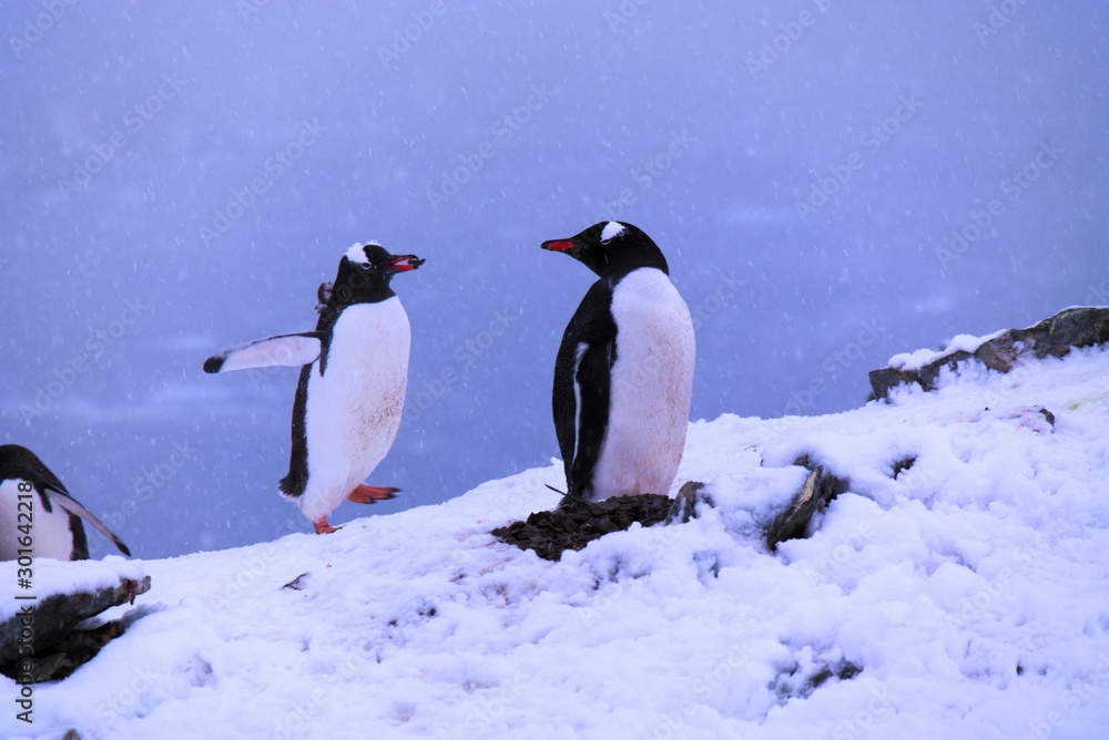Obraz premium Nesting Gentoo Pinguins