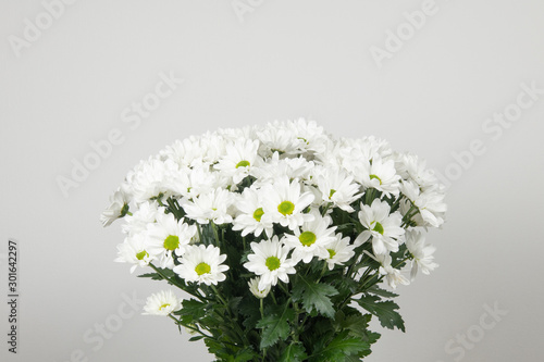 Chrysanthemums flowers bouguet gray background photo