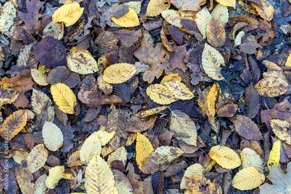 Yellow autumnal leaves on a dirty ground covered with last years leaves. Yellow autumnal leaves on a dirty ground covered with last years leaves.