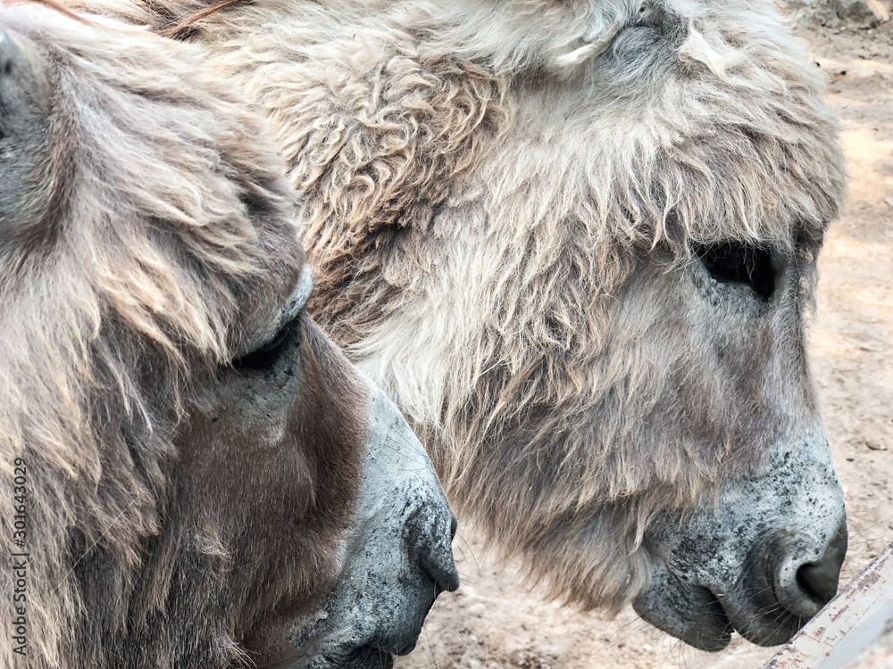 Obraz premium close up of head of horse